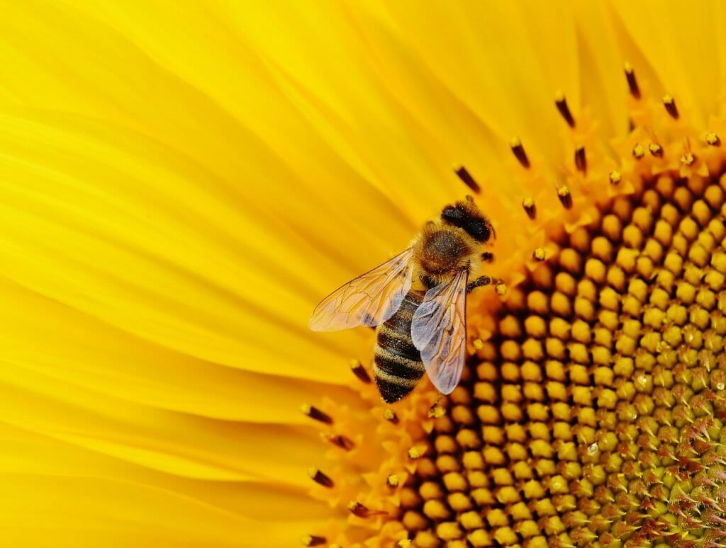 girasol-abeja-polinizacion