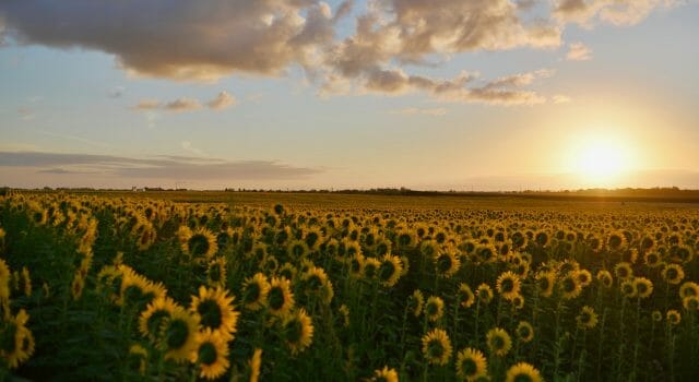 girasoles movimiento sol