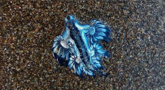 dragon-azul-que es