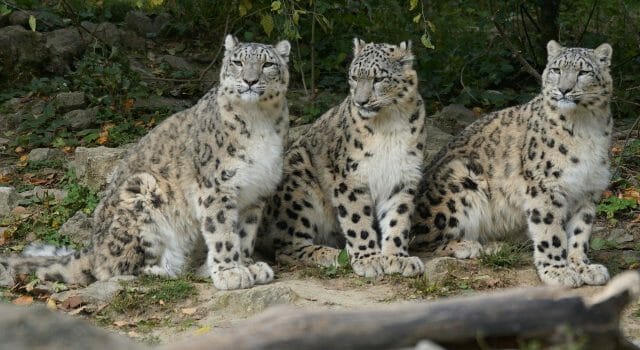 leopardo-nieves-covid-animales