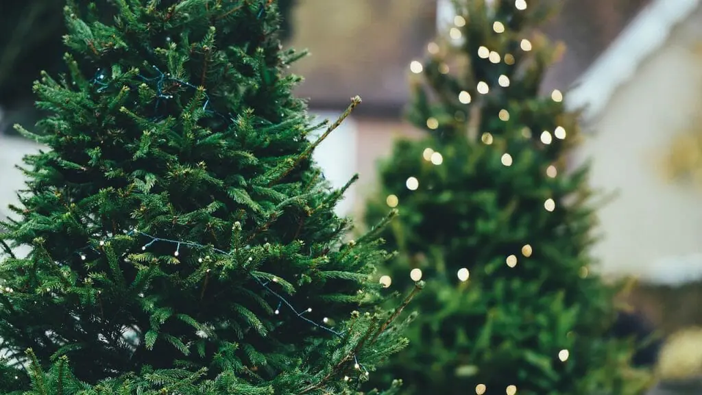 árbol-de-Navidad-natural