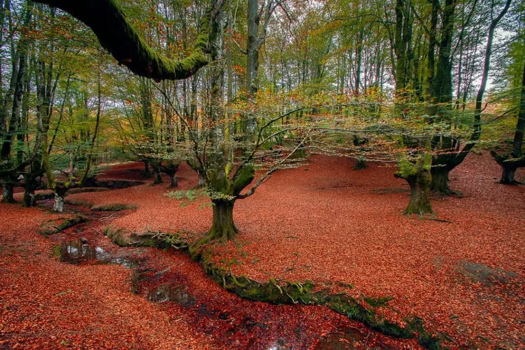 bosques-encantados-de-España