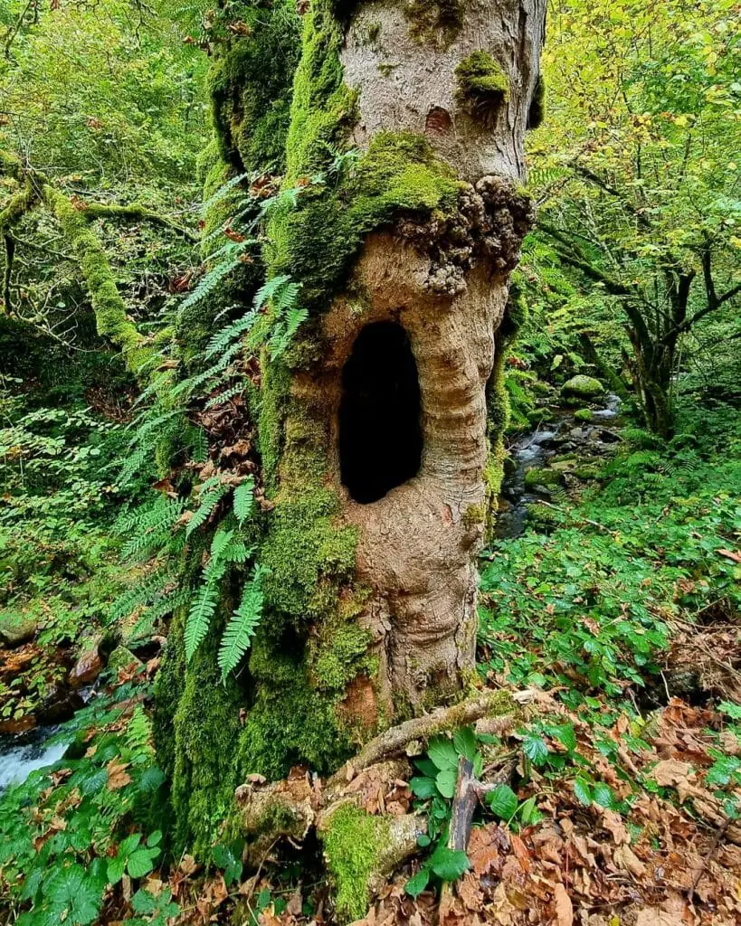 Bosque Muniellos tesoros naturales de Asturias
