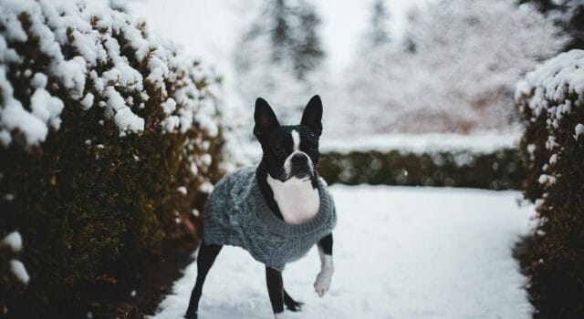 consejos-frio-mascotas-perros-nieve-chaleco (1)