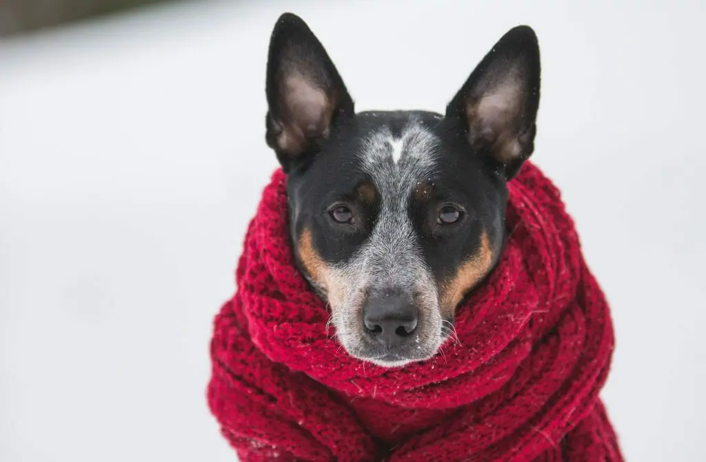 consejos-frio-mascotas-perros-nieve-chaleco