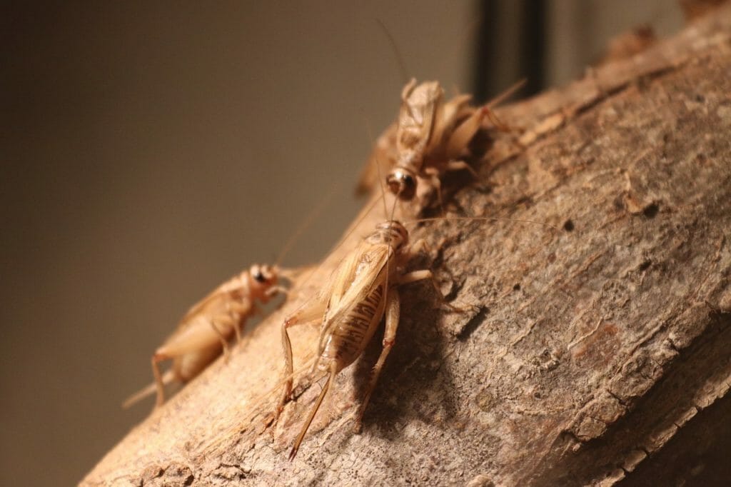 comer-grillos-insectos-espana-europa (1)