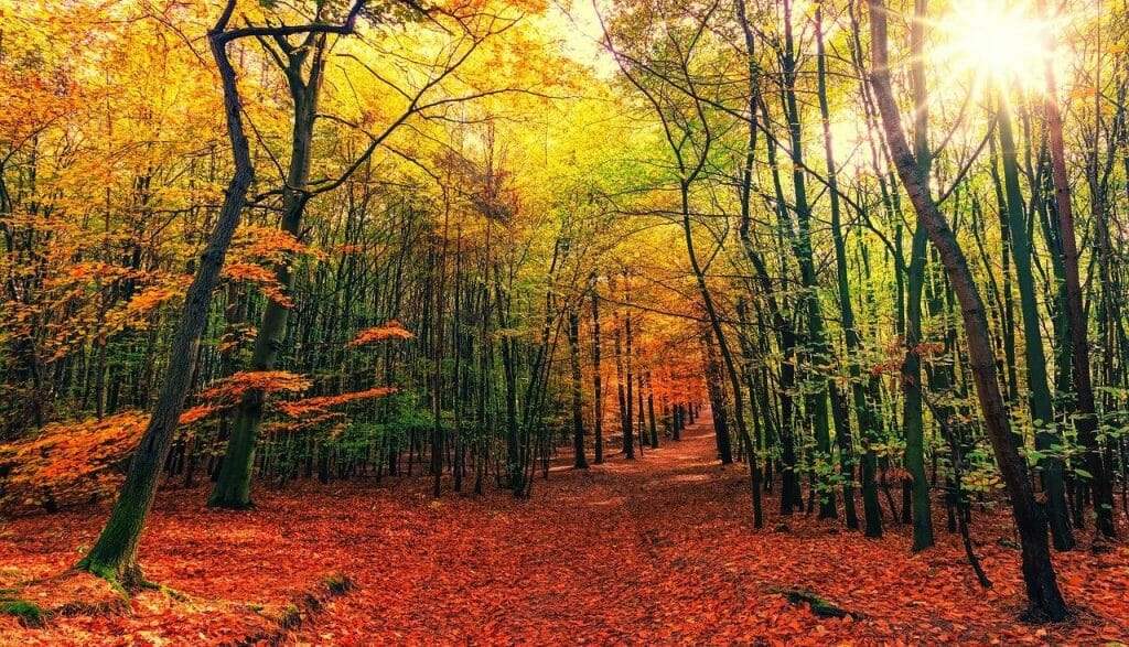 Vivir del bosque: clave en la lucha del cambio climático en España |  Eltiempo.es