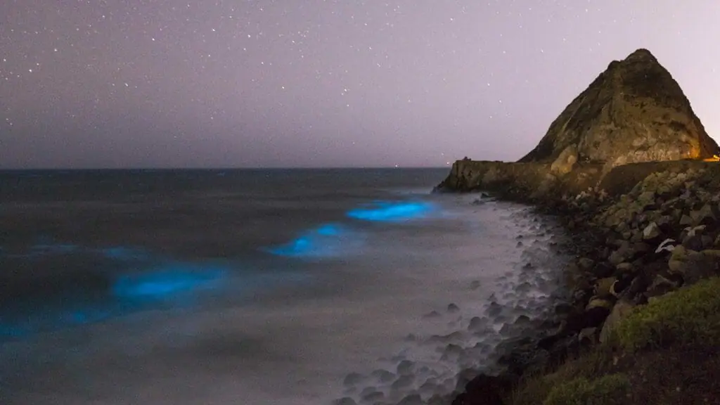 algas bioluminiscentes 