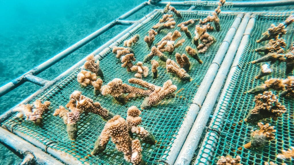 coral-arrecifes-cuba