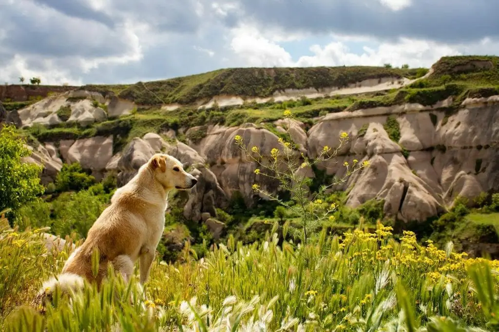 mejores destinos de España para viajar con perro