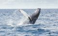 Día Mundial de las Ballenas y Delfines