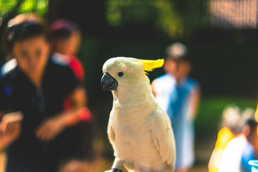 turismo-responsable-con-animales (2)