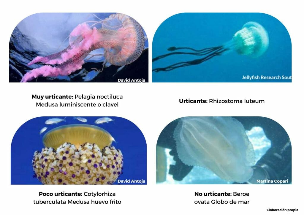 picaduras de medusas