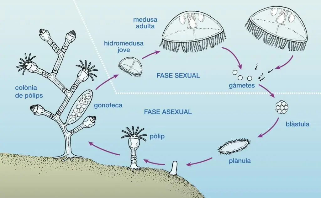 picaduras de medusas
