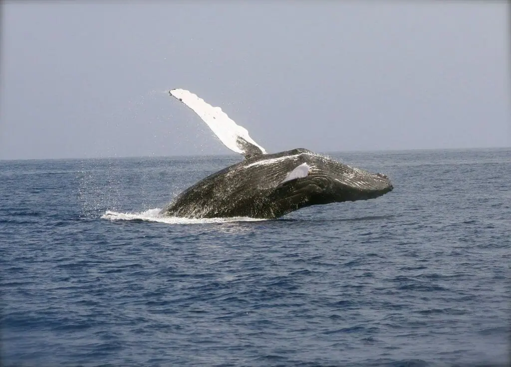 ballena saltando