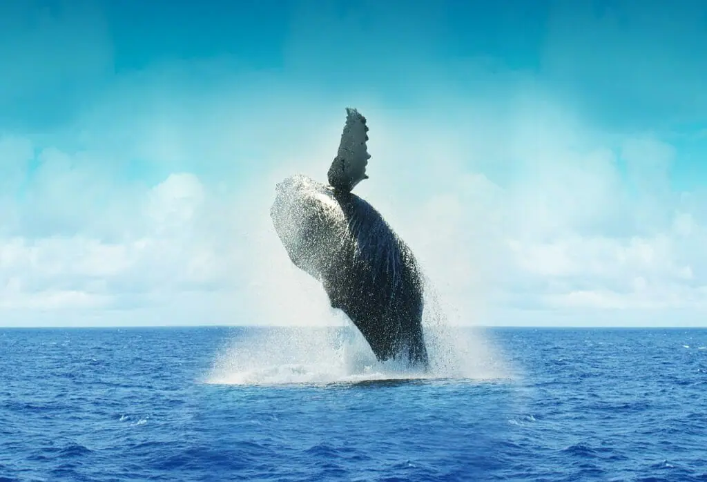 mejores lugares del mundo para ver ballenas