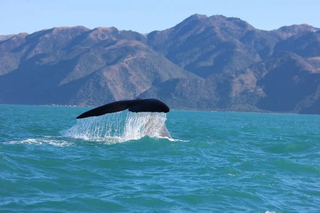mejores lugares del mundo para ver ballenas