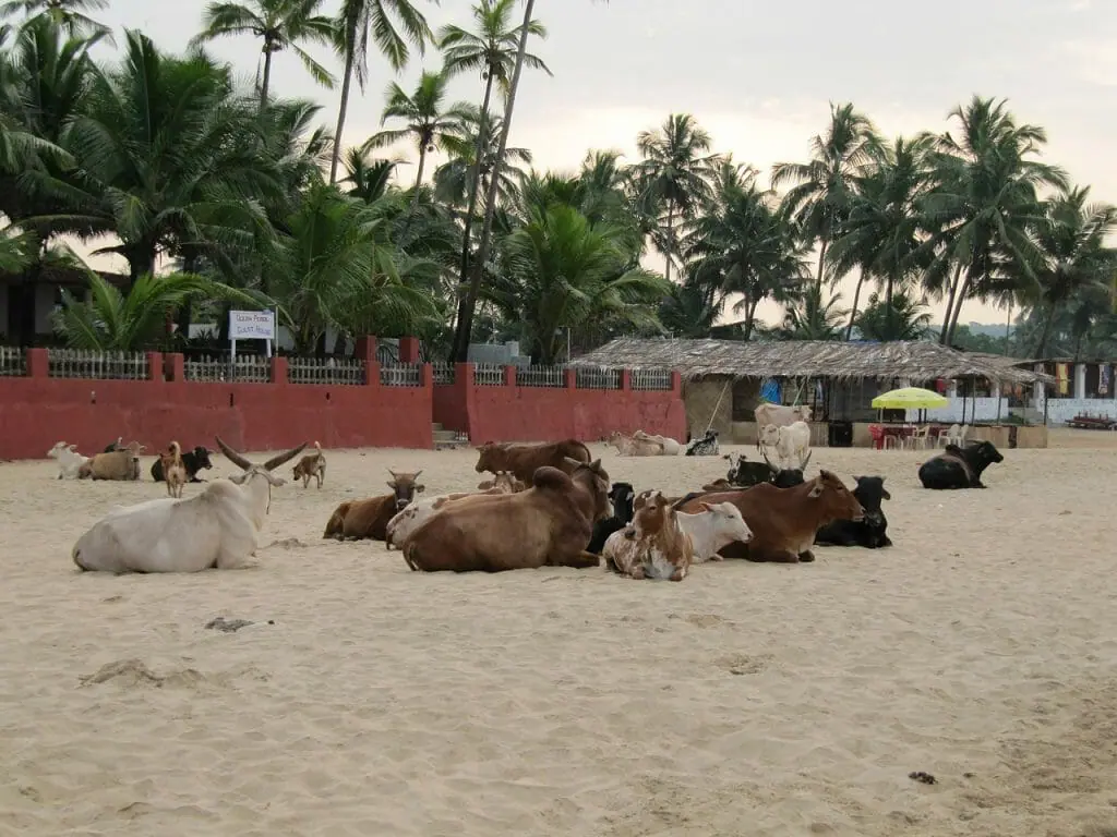 mejores destinos para viajar en diciembre goa india vacas en la playa
