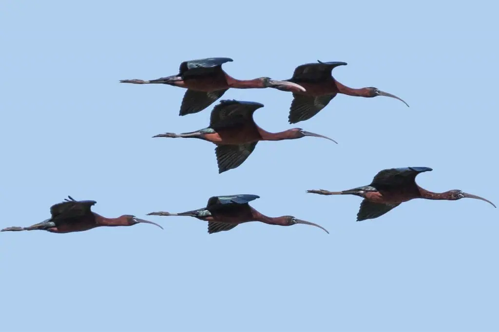 Parque Nacional de Doñana aves migratorias volando