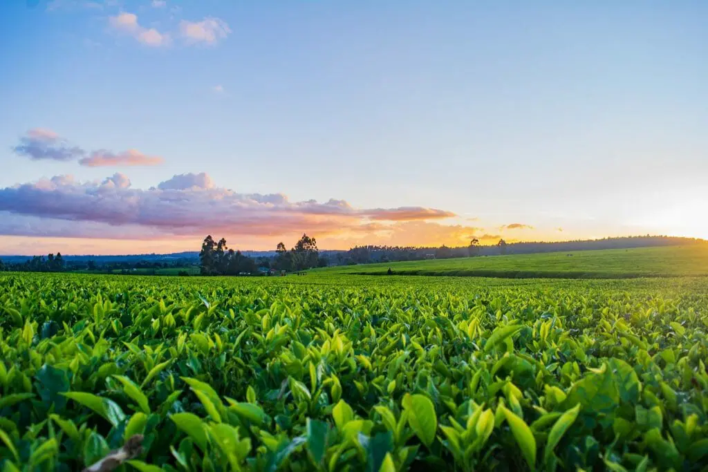 El mundo rural, factor esencial para luchar contra el cambio climático ...