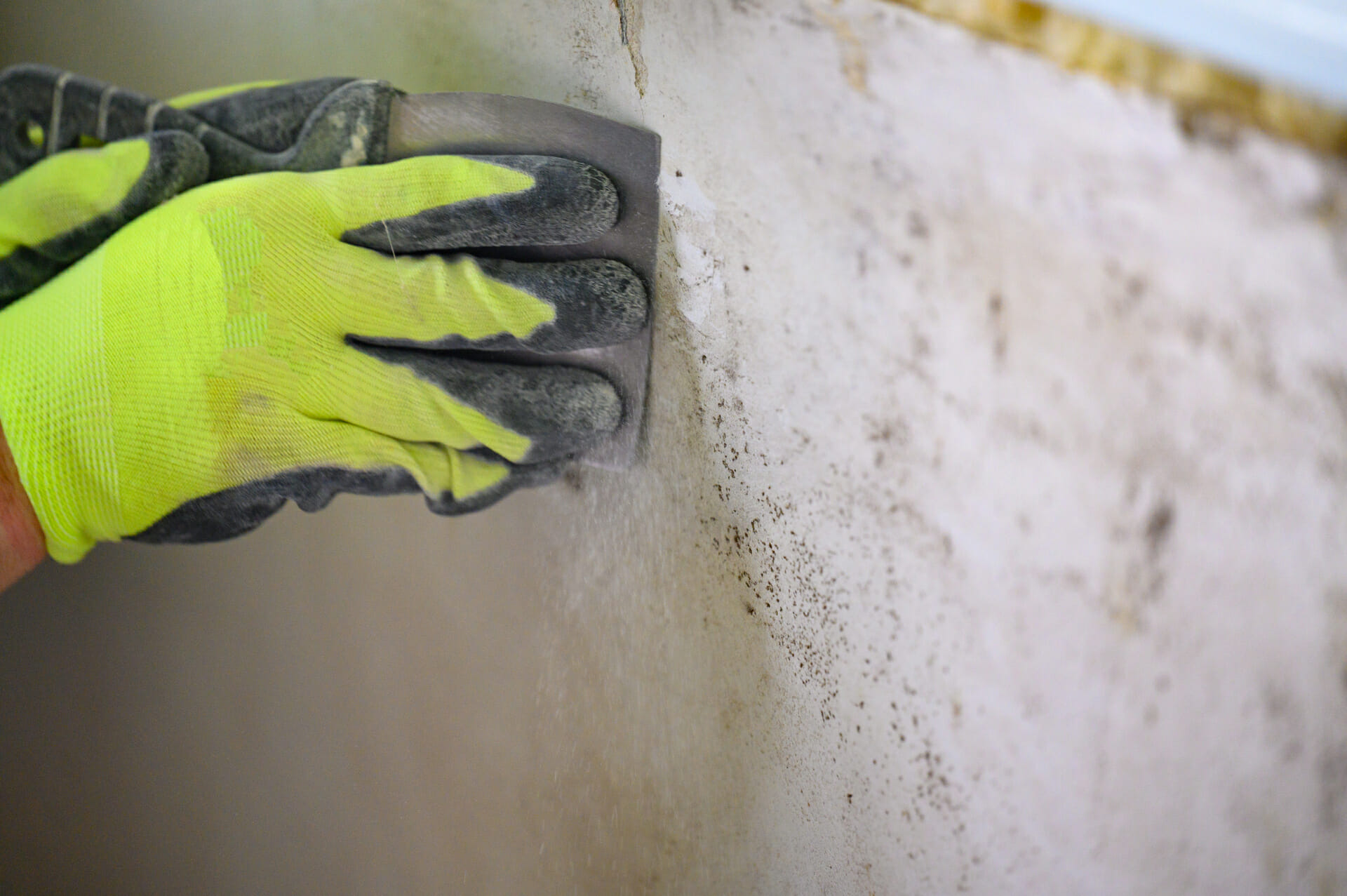 Cómo limpiar el moho de la pared con productos caseros