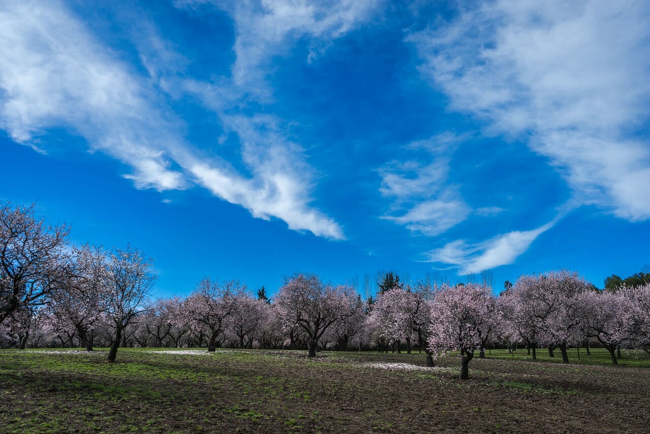 Los mejores lugares para ver almendros y cerezos en flor en España