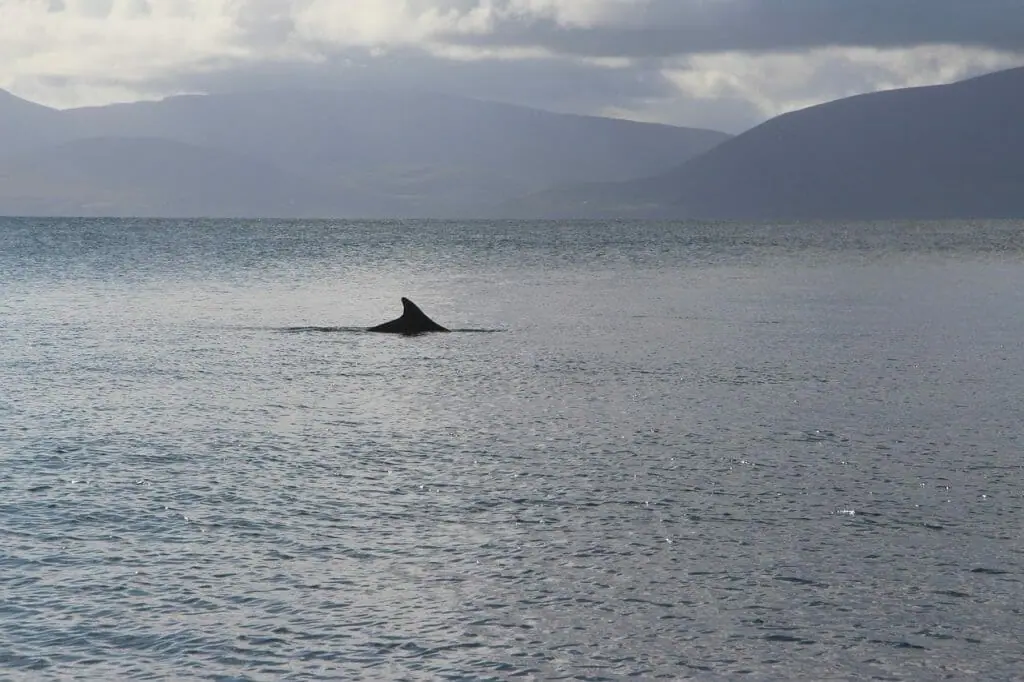Avistamiento de delfines en la península de Dingle
