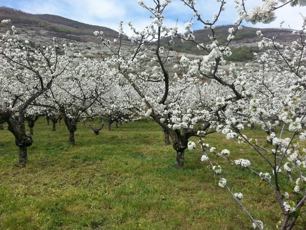 fiesta-cerezo-flor-valle-jerte-floracion-actividades-pueblos (1)
