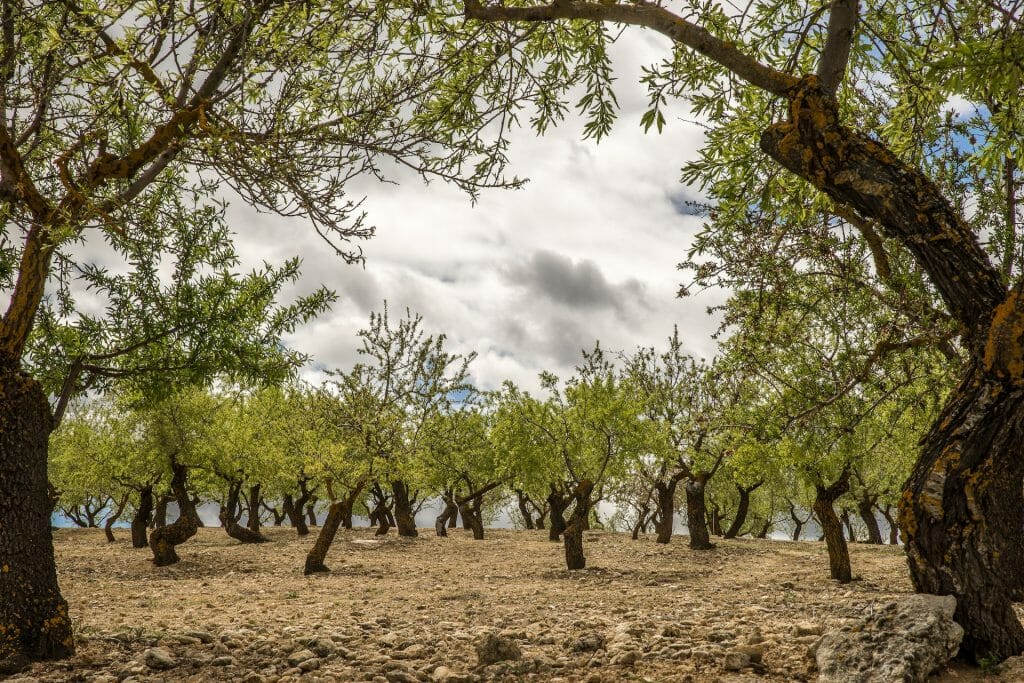 El campo agoniza ante la falta de agua las zonas más afectadas (3) sequía agricultura