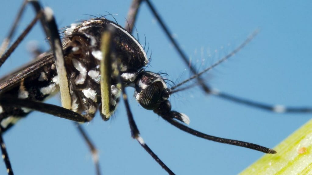mosquito tigre picadura rayas blancas y negras
