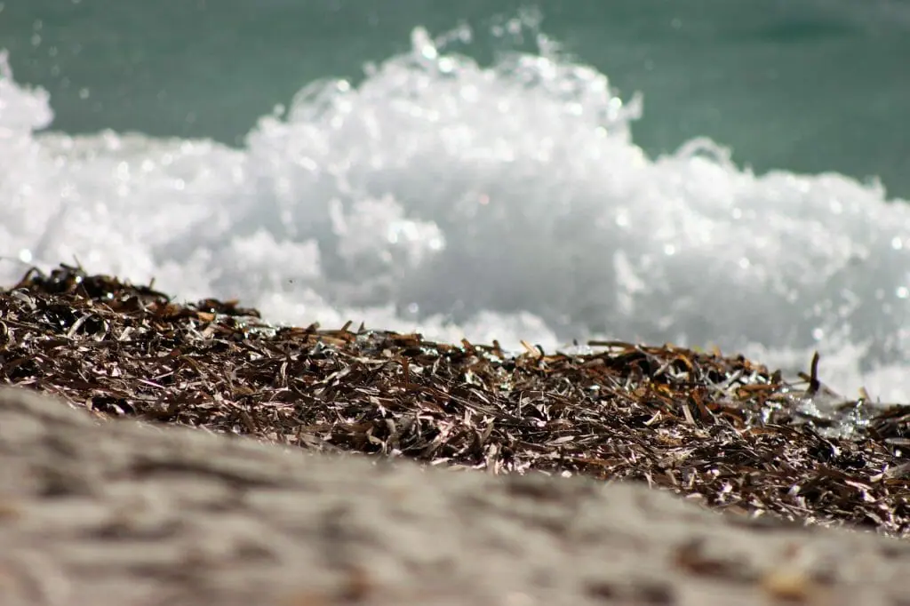 algas-asiáticas-espanha-o-que-está-onde-está-riscos (2)