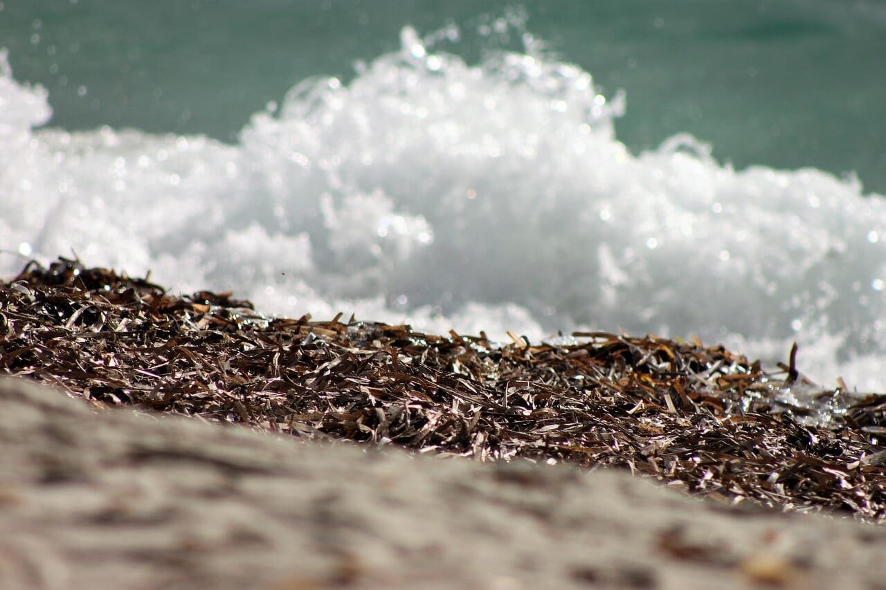 Algas asiáticas invasoras voltam este ano às praias de Espanha: o que é e onde está