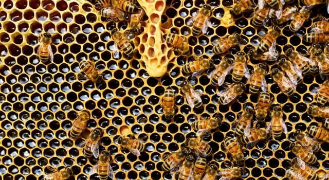 La sequia amenaza a las abejas