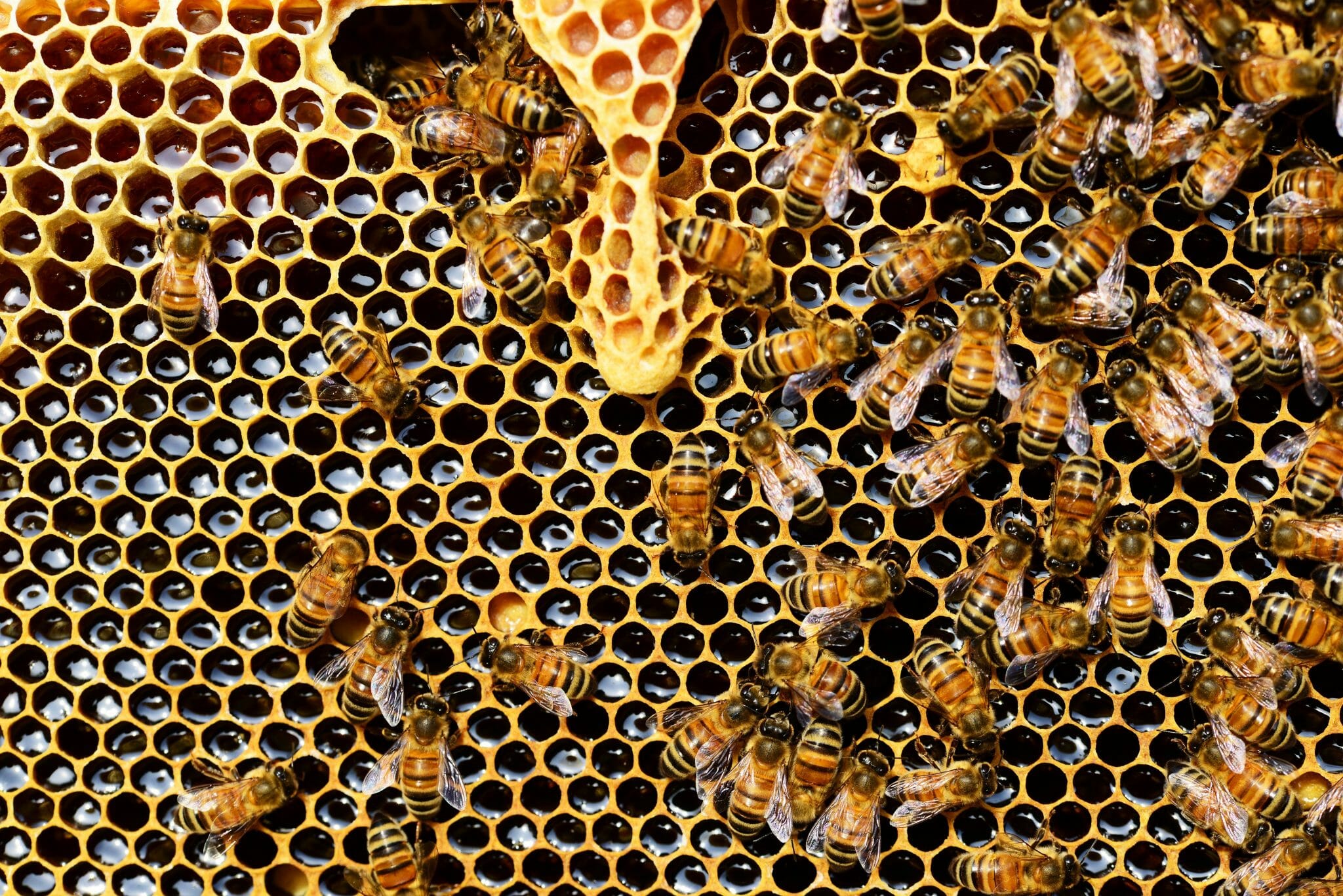 La sequia amenaza a las abejas