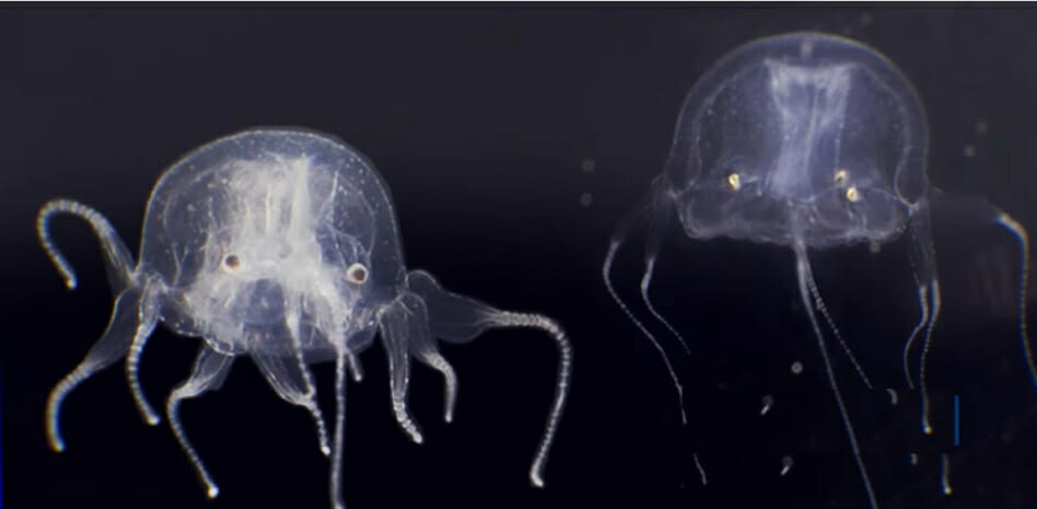 Descubren una nueva especie de medusa con 24 ojos y muy venenosa ...
