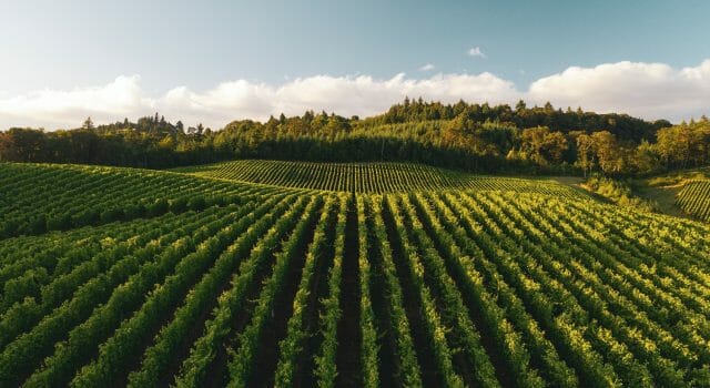 La calidad del cava podría mejorar con técnicas adaptadas al cambio climático