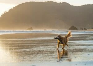 Playas para perros: las 10 mejores de España