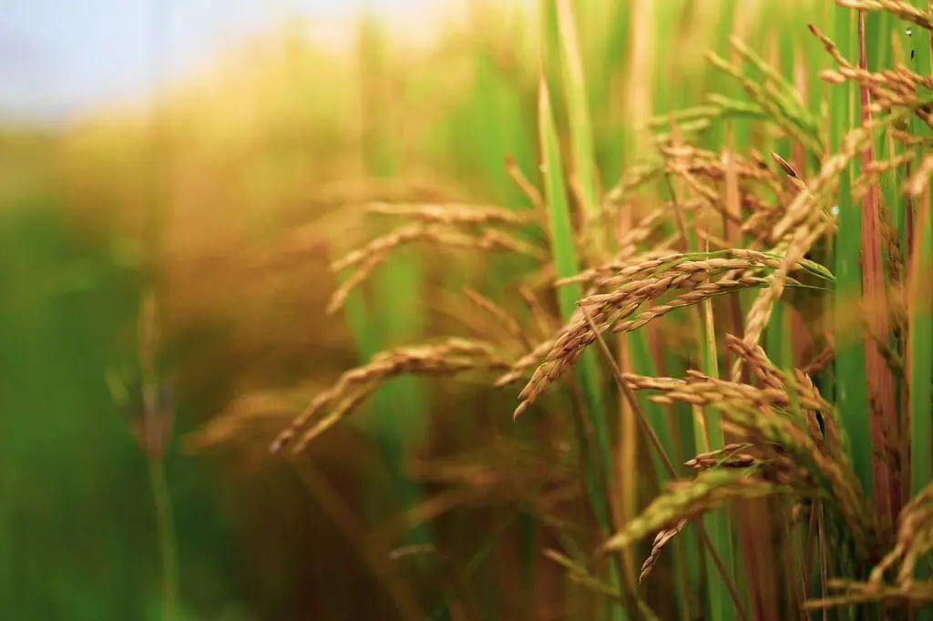 el-arroz-cosecha-escasez-este-2023-y-estas-son-las-razones (2)
