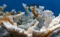Retirada urgente de corales para preservarlos de la alta temperatura del mar