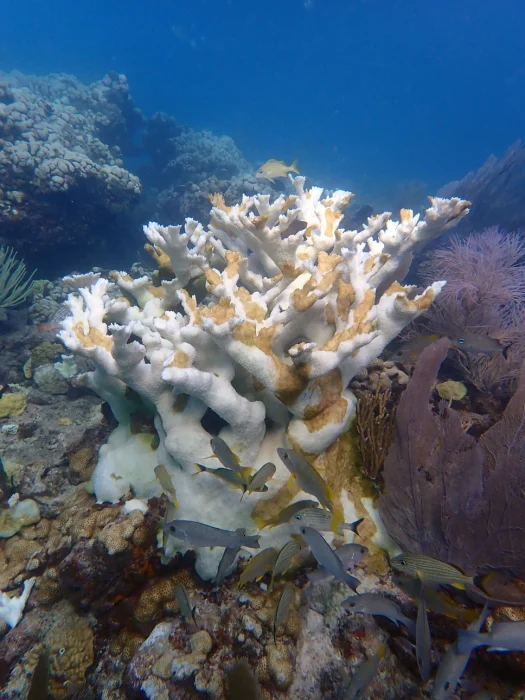 Retirada urgente de corales para preservarlos de la alta temperatura del mar