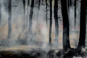 Los incendios han quemado 82 millones de hectáreas de bosque en una década