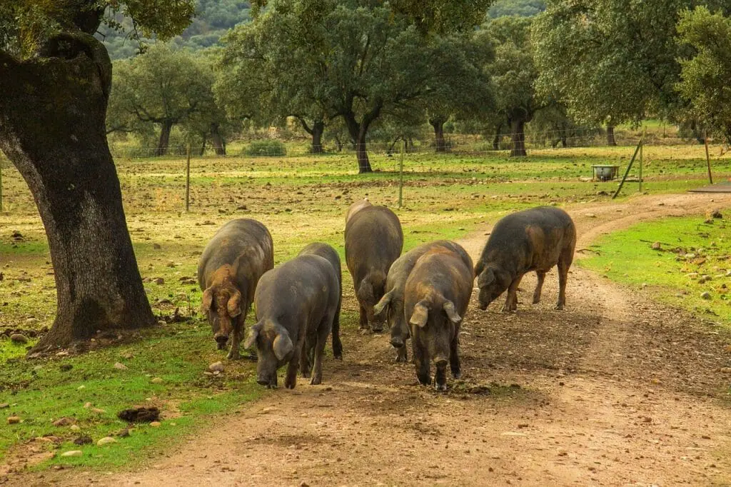 cerdos ibéricos en la dehesa de Extremadura