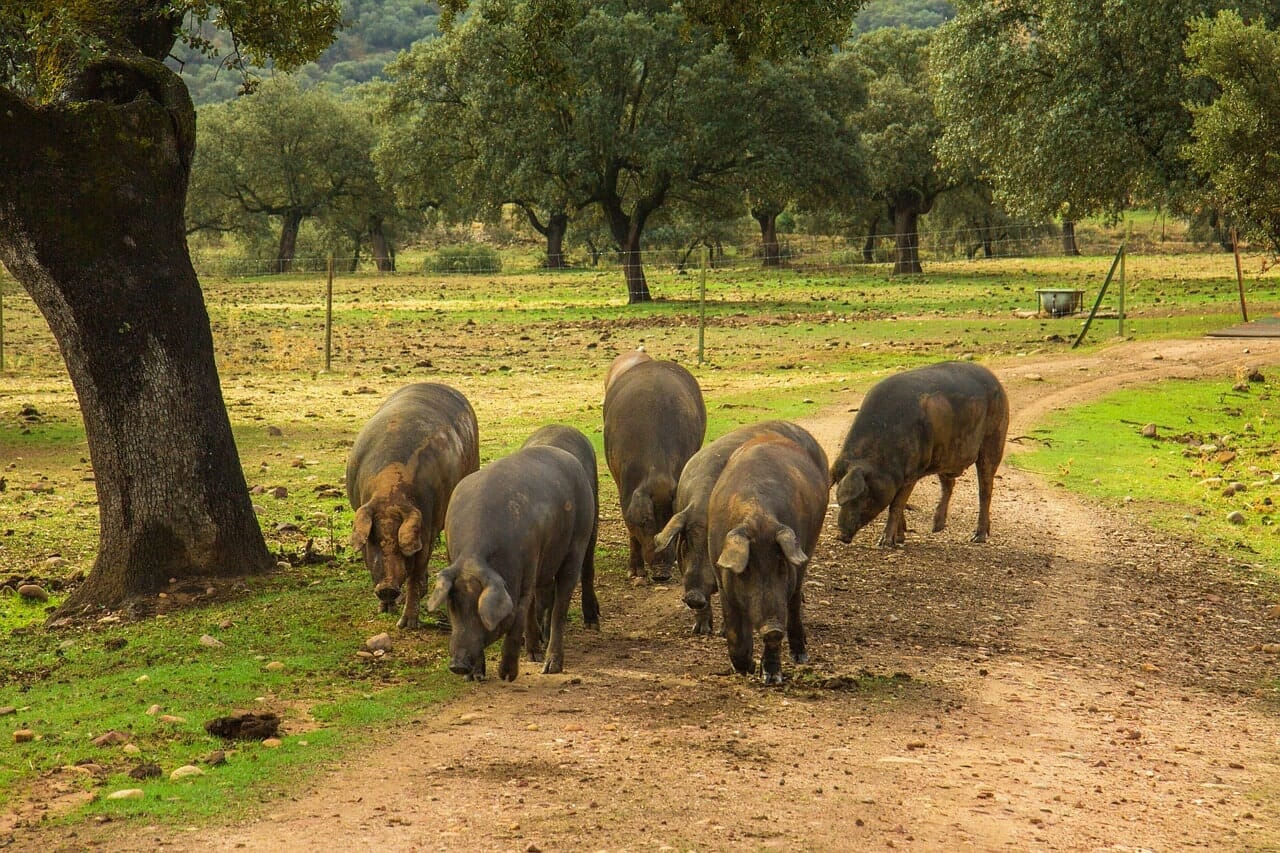 Tudo sobre a Dehesa de Extremadura: um jardim do Éden em Espanha