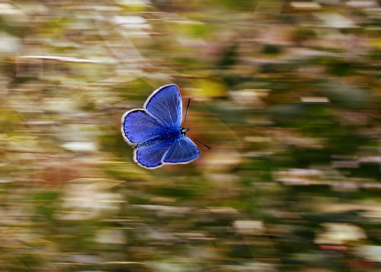 Las Ciudades Se Est N Quedando Sin Mariposas Por La Sequ A Y El Calor Eltiempo Es