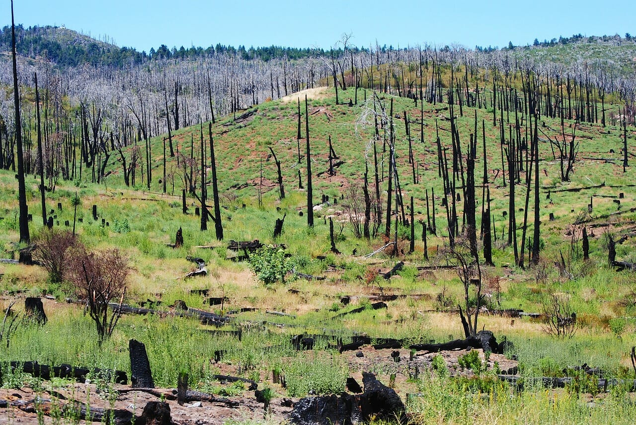Listado de los 10 mayores incendios forestales de historia España y sus consecuencias (1)