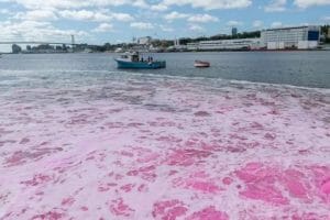 El experimento de Canadá: teñir el mar de rosa para luchar contra el cambio climático