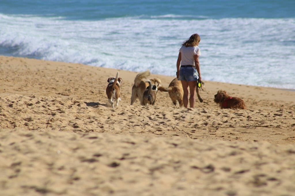 normativa-playas-espana-orinar-fumar-perros-sombrilla-acamapada (3)
