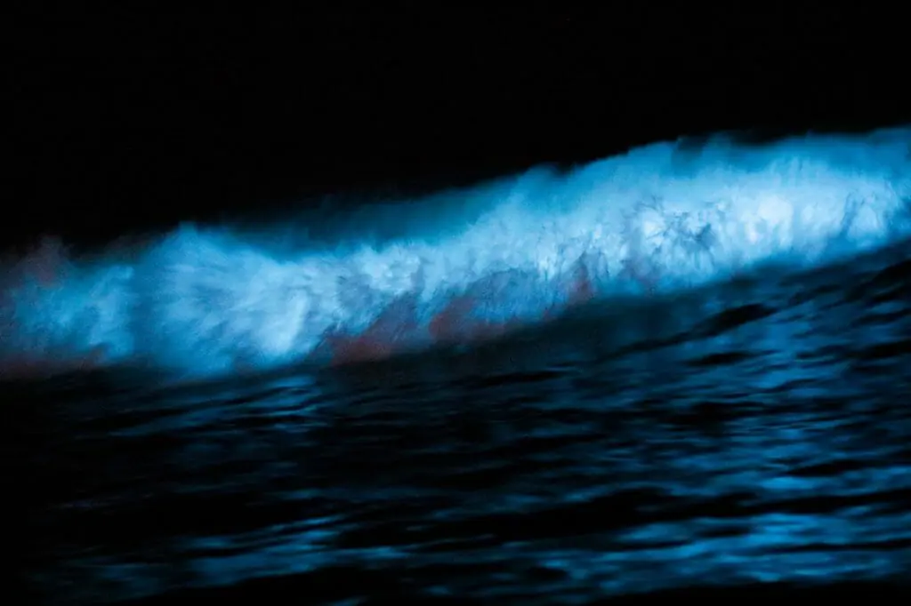 playa bioluminiscente