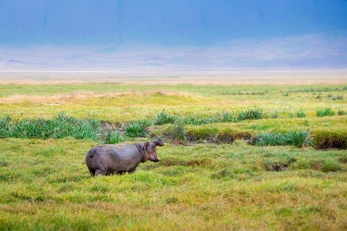 Una nueva investigación revela por qué y cuándo el desierto del Sahara fue verde 