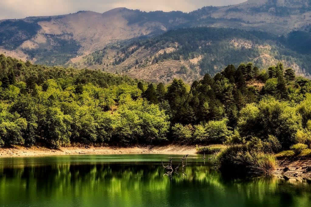 los-bosques-del-mediterraneo-entre-los-de-mayor-riesgo-de-morir-por-sequia (2)